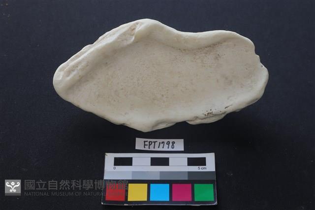 貝殼藏品圖，第2張