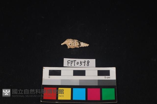 貝殼藏品圖，第2張