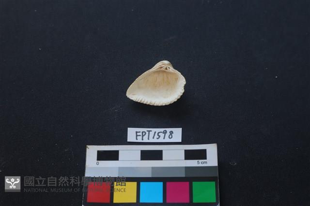 貝殼藏品圖，第2張