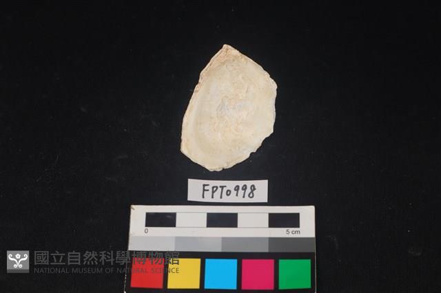 貝殼藏品圖，第2張