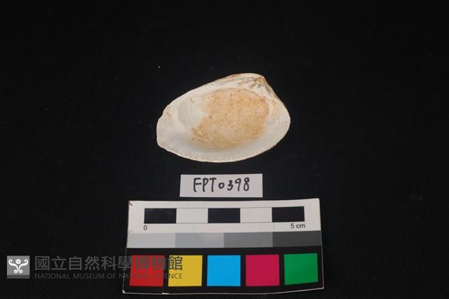 貝殼藏品圖，第2張