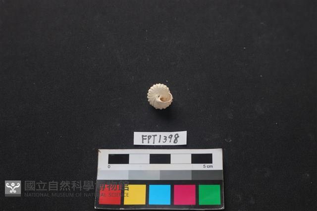 貝殼藏品圖，第2張