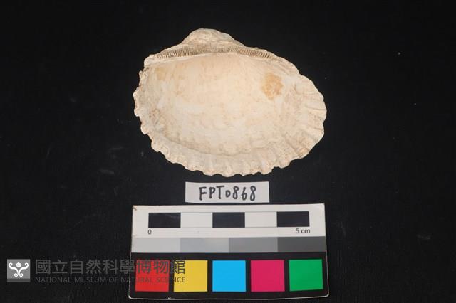 貝殼藏品圖，第2張
