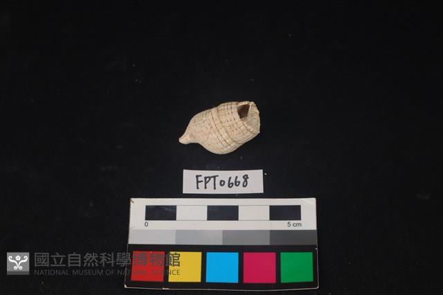 貝殼藏品圖，第2張