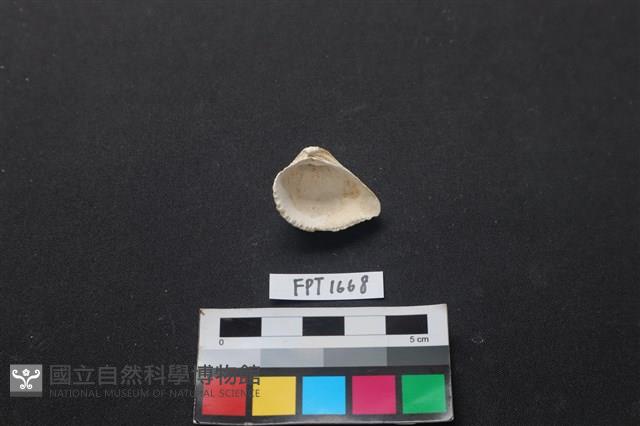 貝殼藏品圖，第2張