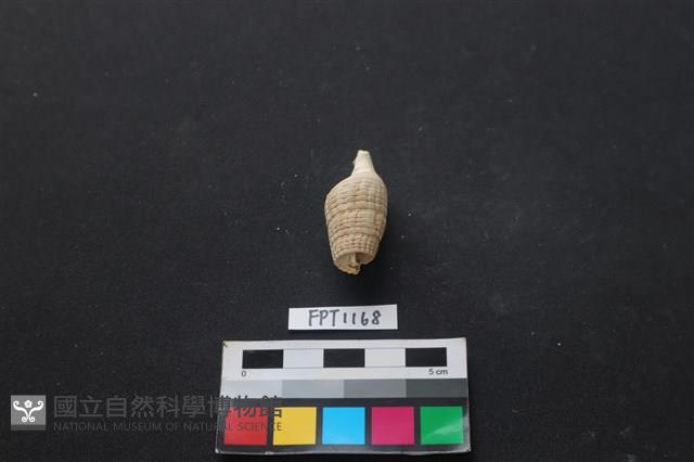 貝殼藏品圖，第2張