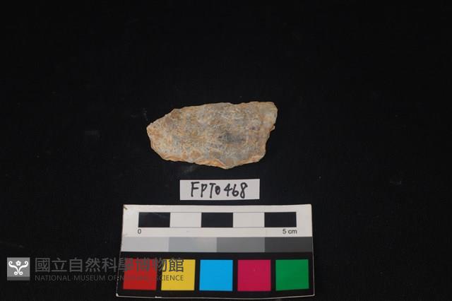 貝殼藏品圖，第2張