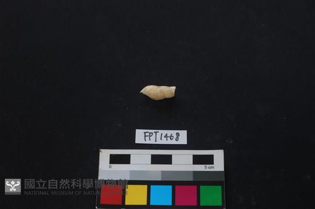 貝殼藏品圖，第2張