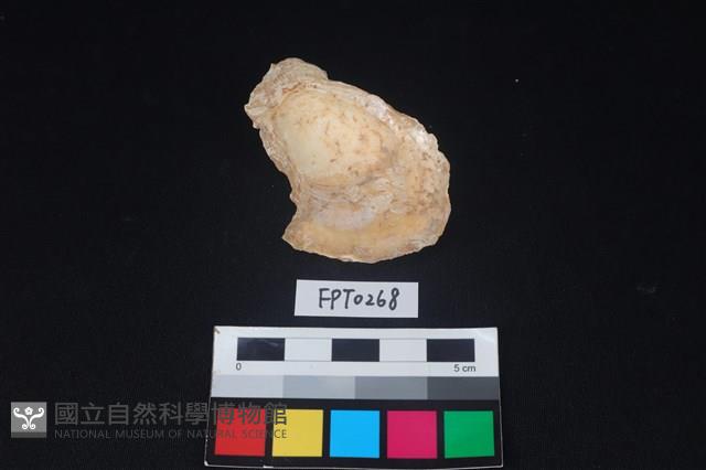 貝殼藏品圖，第2張