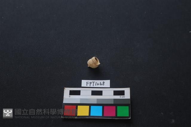 貝殼藏品圖，第2張