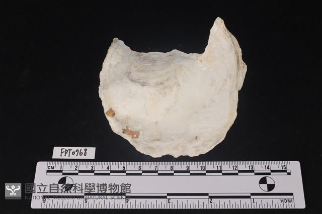 貝殼藏品圖，第2張