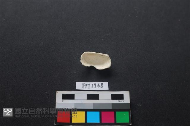 貝殼藏品圖，第2張