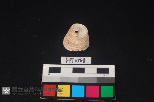 貝殼藏品圖，第2張