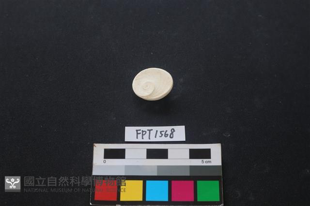 貝殼藏品圖，第2張