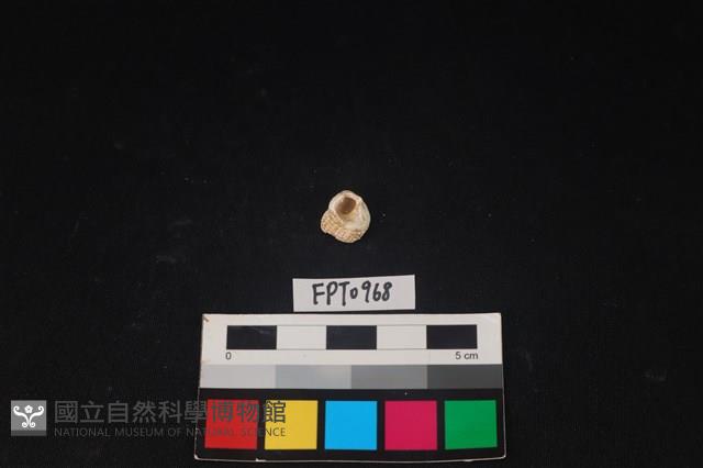 貝殼藏品圖，第2張