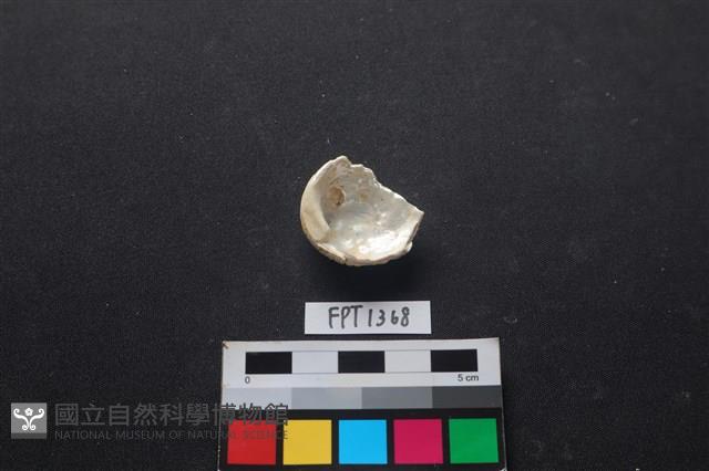 貝殼藏品圖，第2張