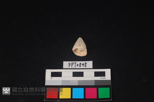 貝殼藏品圖，第2張