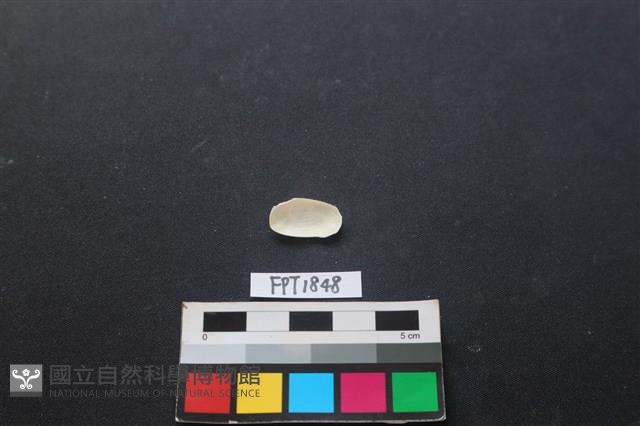 貝殼藏品圖，第2張