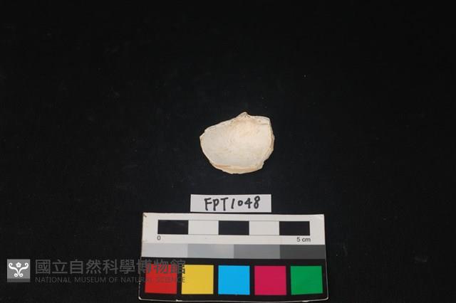 貝殼藏品圖，第2張