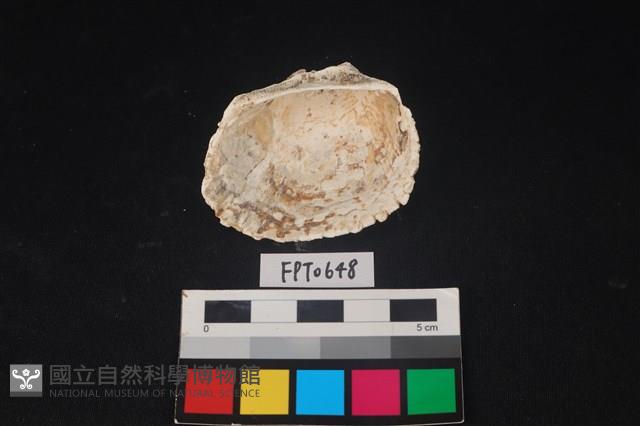 貝殼藏品圖，第2張