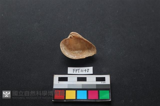 貝殼藏品圖，第2張