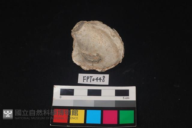 貝殼藏品圖，第2張