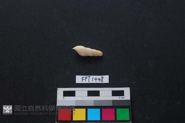 貝殼藏品圖，第2張