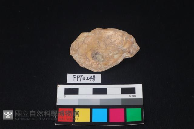 貝殼藏品圖，第2張