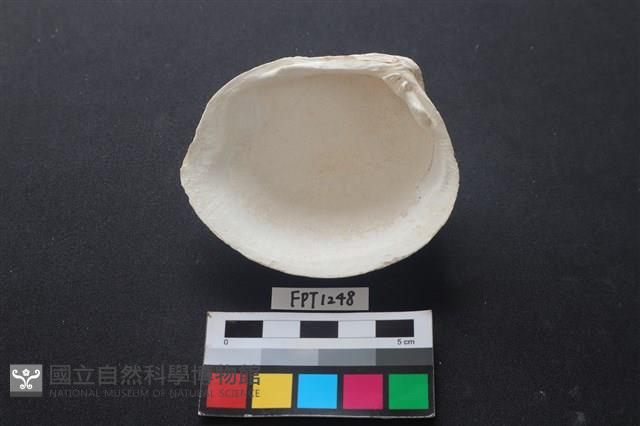 貝殼藏品圖，第2張