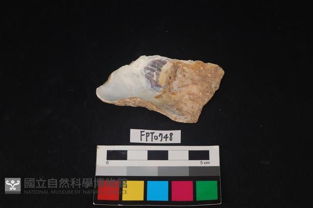 貝殼藏品圖，第2張