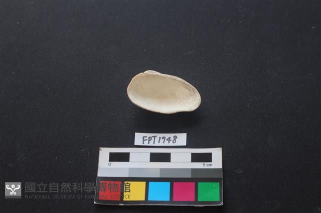 貝殼藏品圖，第2張