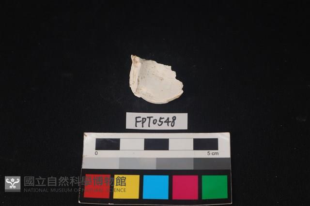 貝殼藏品圖，第2張