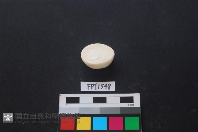 貝殼藏品圖，第2張