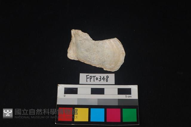 貝殼藏品圖，第2張