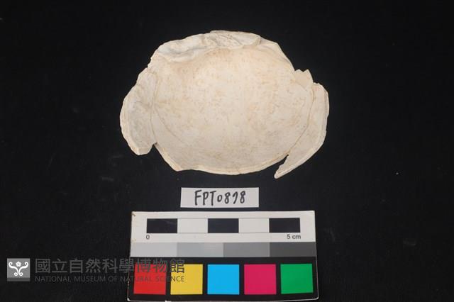 貝殼藏品圖，第2張