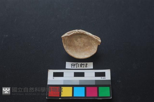 貝殼藏品圖，第2張