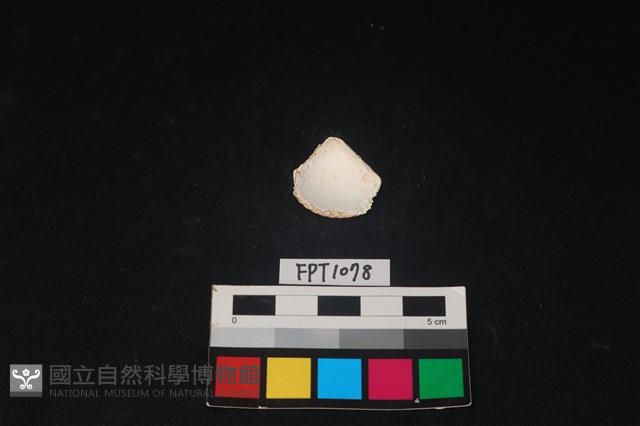貝殼藏品圖，第2張
