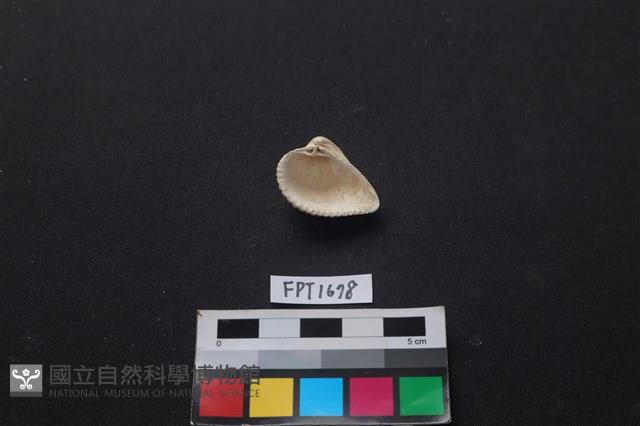 貝殼藏品圖，第2張