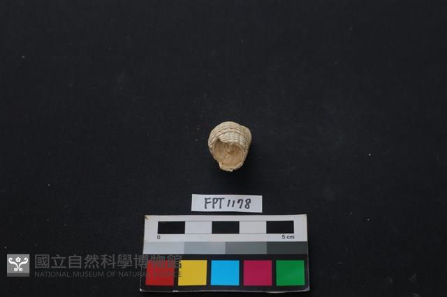 貝殼藏品圖，第2張
