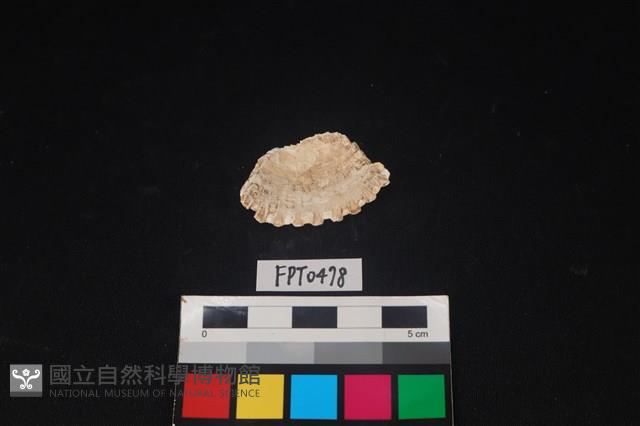 貝殼藏品圖，第2張