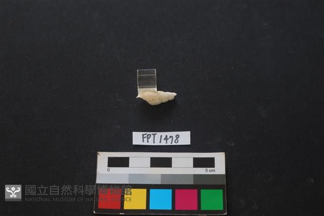 貝殼藏品圖，第2張