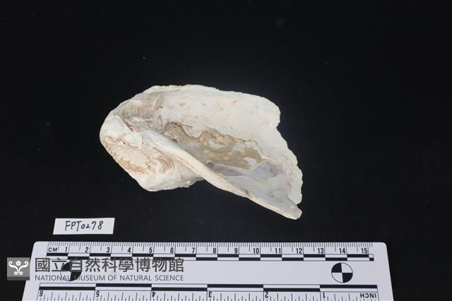 貝殼藏品圖，第2張