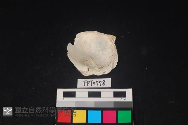 貝殼藏品圖，第2張