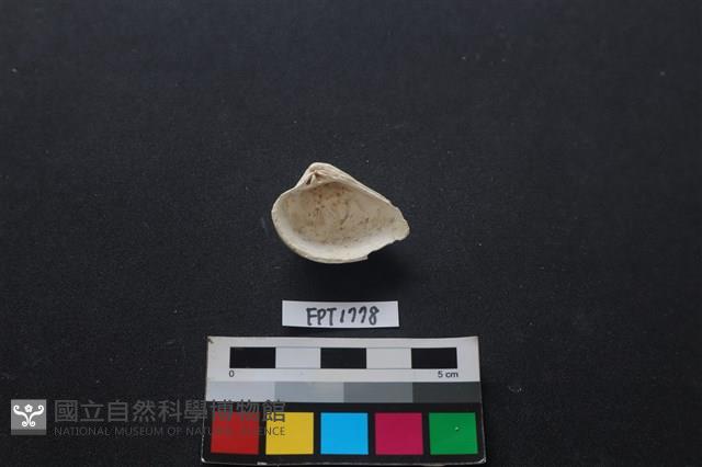 貝殼藏品圖，第2張