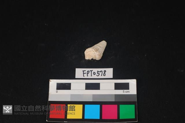 貝殼藏品圖，第2張