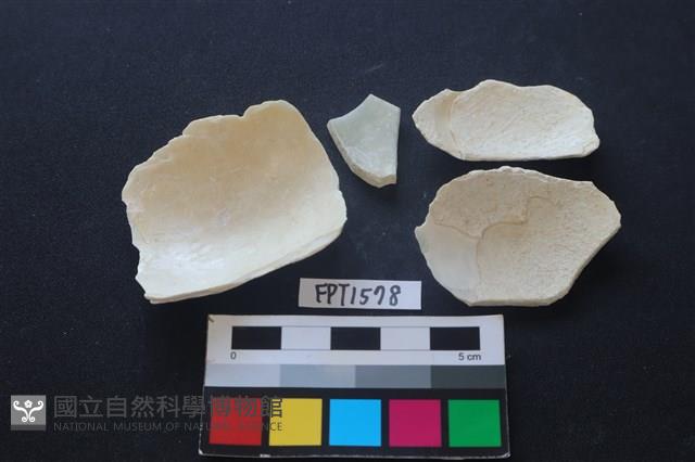 貝殼藏品圖，第2張