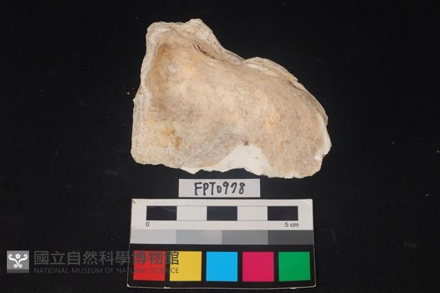 貝殼藏品圖，第2張