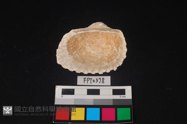 貝殼藏品圖，第2張