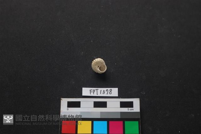 貝殼藏品圖，第2張