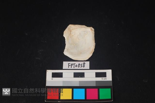 貝殼藏品圖，第2張